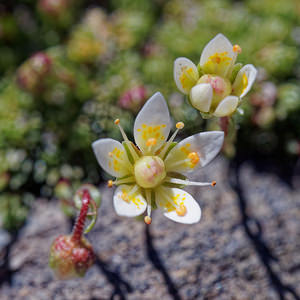 Saxifraga bryoides (Saxifragaceae)  - Saxifrage faux bryum, Saxifrage d'Auvergne Coni [Italie] 26/06/2019 - 2660m