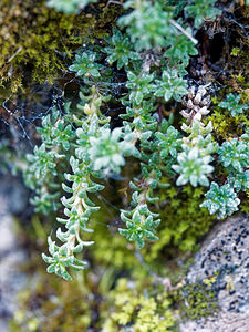 Saxifraga caesia (Saxifragaceae)  - Saxifrage glauque, Saxifrage bleue, Saxifrage bleuâtre Brescia [Italie] 27/06/2019 - 590m