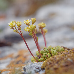 Saxifraga exarata (Saxifragaceae)  - Saxifrage sillonnée, Saxifrage faux orpin Provincia di Trento [Italie] 30/06/2019 - 2290m