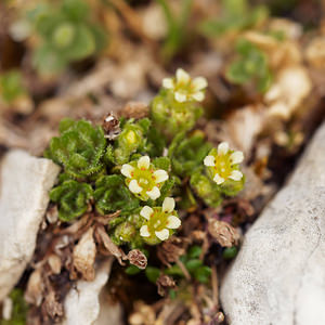 Saxifraga facchinii (Saxifragaceae)  - Saxifrage de Facchini Provincia di Trento [Italie] 29/06/2019 - 2910m