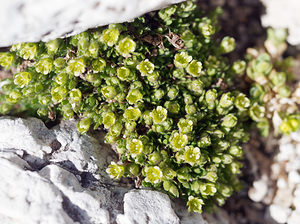 Saxifraga facchinii (Saxifragaceae)  - Saxifrage de Facchini Provincia di Trento [Italie] 29/06/2019 - 2710m