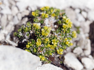 Saxifraga facchinii (Saxifragaceae)  - Saxifrage de Facchini Provincia di Trento [Italie] 29/06/2019 - 2660m