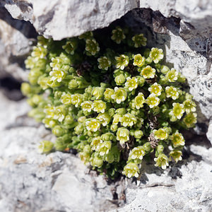 Saxifraga facchinii (Saxifragaceae)  - Saxifrage de Facchini Provincia di Trento [Italie] 29/06/2019 - 2900m