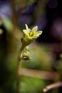 Saxifraga moschata (Saxifragaceae)  - Saxifrage musquée Hautes-Alpes [France] 23/06/2019 - 2150m