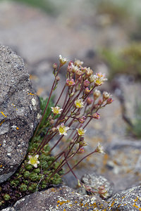 Saxifraga moschata (Saxifragaceae)  - Saxifrage musquée Provincia di Trento [Italie] 29/06/2019 - 2500m