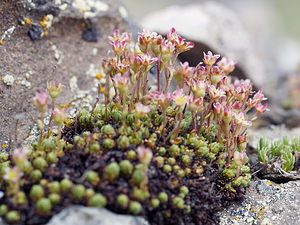 Saxifraga moschata (Saxifragaceae)  - Saxifrage musquée Provincia di Trento [Italie] 29/06/2019 - 2500m