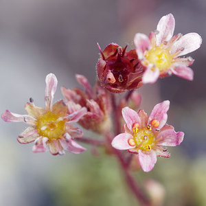 Saxifraga moschata (Saxifragaceae)  - Saxifrage musquée Provincia di Trento [Italie] 29/06/2019 - 2500m