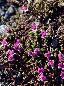 Saxifraga oppositifolia (Saxifragaceae)  - Saxifrage à feuilles opposées, Saxifrage glanduleuse - Purple Saxifrage Hautes-Alpes [France] 26/06/2019 - 2720m