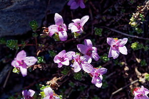 Saxifraga oppositifolia (Saxifragaceae)  - Saxifrage à feuilles opposées, Saxifrage glanduleuse - Purple Saxifrage Hautes-Alpes [France] 26/06/2019 - 2690m