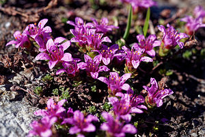 Saxifraga oppositifolia (Saxifragaceae)  - Saxifrage à feuilles opposées, Saxifrage glanduleuse - Purple Saxifrage Hautes-Alpes [France] 26/06/2019 - 2690m