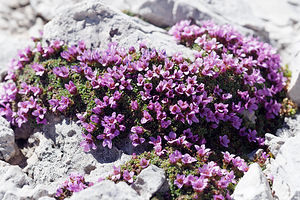 Saxifraga oppositifolia (Saxifragaceae)  - Saxifrage à feuilles opposées, Saxifrage glanduleuse - Purple Saxifrage Provincia di Trento [Italie] 29/06/2019 - 2900m