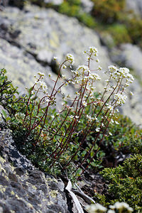 Saxifraga paniculata (Saxifragaceae)  - Saxifrage paniculée, Saxifrage aizoon - Livelong Saxifrage Hautes-Alpes [France] 24/06/2019 - 2120m