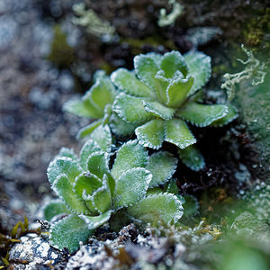 Saxifraga paniculata (Saxifragaceae)  - Saxifrage paniculée, Saxifrage aizoon - Livelong Saxifrage Haut-Adige [Italie] 28/06/2019 - 1750m