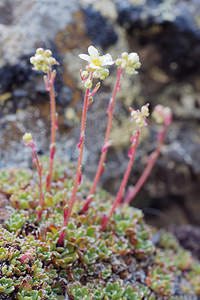 Saxifraga paniculata (Saxifragaceae)  - Saxifrage paniculée, Saxifrage aizoon - Livelong Saxifrage Provincia di Trento [Italie] 29/06/2019 - 2500m