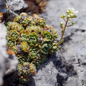 Saxifraga paniculata (Saxifragaceae)  - Saxifrage paniculée, Saxifrage aizoon - Livelong Saxifrage Haut-Adige [Italie] 30/06/2019 - 2190m