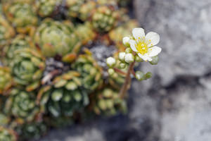 Saxifraga paniculata (Saxifragaceae)  - Saxifrage paniculée, Saxifrage aizoon - Livelong Saxifrage Haut-Adige [Italie] 30/06/2019 - 2190m