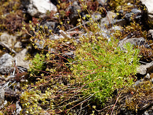 Saxifraga rosacea subsp. rosacea (Saxifragaceae)  - Saxifrage rosée, Saxifrage trompeuse, Saxifrage rose Jura [France] 22/06/2019 - 410m