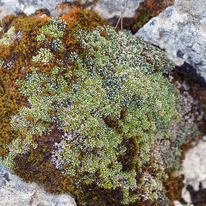 Saxifraga squarrosa (Saxifragaceae)  - Saxifrage squarreuse Haut-Adige [Italie] 30/06/2019 - 2170m