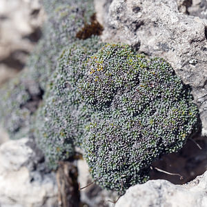 Saxifraga squarrosa (Saxifragaceae)  - Saxifrage squarreuse Haut-Adige [Italie] 30/06/2019 - 2170m