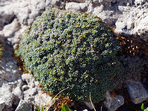 Saxifraga squarrosa (Saxifragaceae)  - Saxifrage squarreuse Haut-Adige [Italie] 30/06/2019 - 2170m