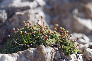 Saxifraga squarrosa (Saxifragaceae)  - Saxifrage squarreuse Haut-Adige [Italie] 30/06/2019 - 2170m