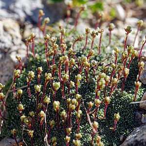 Saxifraga squarrosa (Saxifragaceae)  - Saxifrage squarreuse Haut-Adige [Italie] 30/06/2019 - 2170m