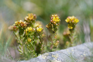 Sedum alpestre (Crassulaceae)  - Orpin alpestre, Orpin des Alpes Hautes-Alpes [France] 24/06/2019 - 2150m