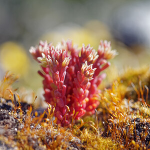 Sedum atratum subsp. atratum (Crassulaceae)  - Orpin noirâtre Haut-Adige [Italie] 30/06/2019 - 2170m