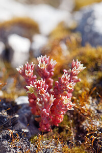 Sedum atratum subsp. atratum (Crassulaceae)  - Orpin noirâtre Haut-Adige [Italie] 30/06/2019 - 2170m