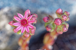 Sempervivum arachnoideum (Crassulaceae)  - Joubarbe toile-d'araignée - Cobweb House-leek Hautes-Alpes [France] 24/06/2019 - 1720m