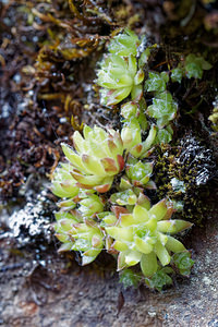 Sempervivum arachnoideum (Crassulaceae)  - Joubarbe toile-d'araignée - Cobweb House-leek Haut-Adige [Italie] 28/06/2019 - 1750m