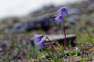 Soldanella alpina (Primulaceae)  - Soldanelle des Alpes Savoie [France] 23/06/2019 - 2610m