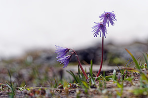 Soldanella alpina (Primulaceae)  - Soldanelle des Alpes Savoie [France] 23/06/2019 - 2610m