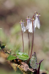 Soldanella minima (Primulaceae)  Provincia di Trento [Italie] 29/06/2019 - 2240m