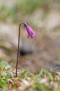 Soldanella pusilla (Primulaceae)  Provincia di Trento [Italie] 29/06/2019 - 2500m