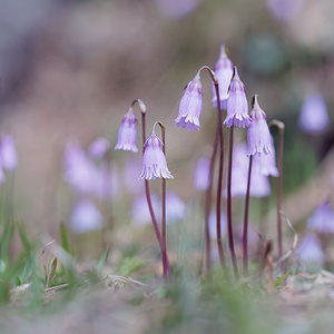 Soldanella pusilla (Primulaceae)  Provincia di Trento [Italie] 29/06/2019 - 2520m