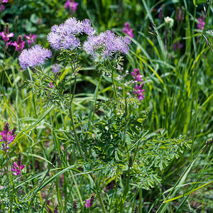 Thalictrum aquilegiifolium (Ranunculaceae)  - Pigamon à feuilles d'ancolie, Colombine plumeuse - French Meadow-rue Coni [Italie] 26/06/2019 - 2060m