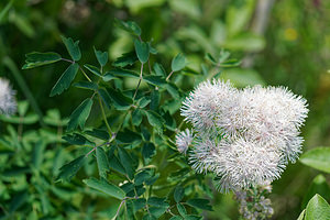 Thalictrum aquilegiifolium (Ranunculaceae)  - Pigamon à feuilles d'ancolie, Colombine plumeuse - French Meadow-rue Coni [Italie] 26/06/2019 - 2070m