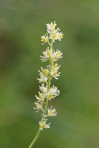 Tofieldia calyculata (Tofieldiaceae)  - Tofieldie à calicule, Tofieldie des marais Brescia [Italie] 27/06/2019 - 590m