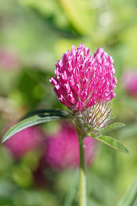 Trifolium alpestre (Fabaceae)  - Trèfle alpestre Hautes-Alpes [France] 24/06/2019 - 1740m