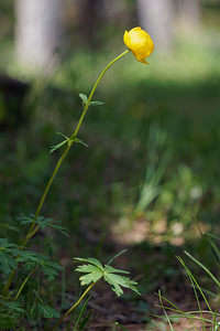 Trollius europaeus (Ranunculaceae)  - Trolle d'Europe, Boule-d'or - Globeflower Hautes-Alpes [France] 25/06/2019 - 1840m