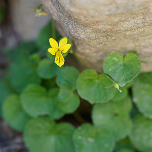 Viola biflora (Violaceae)  - Violette à deux fleurs, Pensée à deux fleurs - Alpine Yellow-violet Hautes-Alpes [France] 24/06/2019 - 2070m