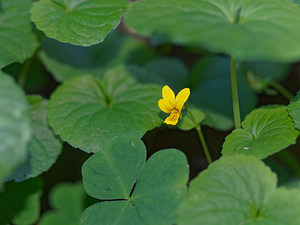 Viola biflora (Violaceae)  - Violette à deux fleurs, Pensée à deux fleurs - Alpine Yellow-violet Haut-Adige [Italie] 28/06/2019 - 1740m