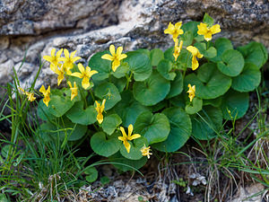 Viola biflora (Violaceae)  - Violette à deux fleurs, Pensée à deux fleurs - Alpine Yellow-violet Haut-Adige [Italie] 30/06/2019 - 2170m