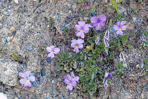 Viola cenisia (Violaceae)  - Violette du mont Cenis Hautes-Alpes [France] 25/06/2019 - 2200m