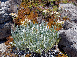 Achillea clavennae (Asteraceae)  - Achillée de Clavena Comitat de Lika-Senj [Croatie] 11/07/2019 - 1530m