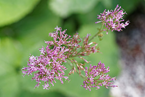 Adenostyles alliariae (Asteraceae)  - Adenostyle à feuilles d'alliaire, Adénostyle alliaire, Adénostyle à têtes blanches, Cacalie à feuilles d'alliaire  [Slovenie] 14/07/2019 - 1140m