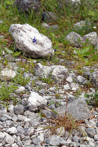 Aquilegia einseleana (Ranunculaceae)  - Ancolie de Einsele  [Slovenie] 06/07/2019 - 1020m