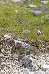 Aquilegia einseleana (Ranunculaceae)  - Ancolie de Einsele  [Slovenie] 06/07/2019 - 1020m