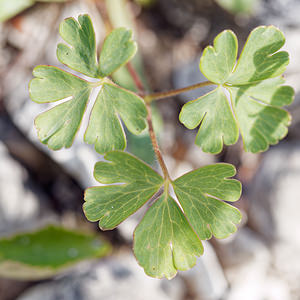 Aquilegia einseleana (Ranunculaceae)  - Ancolie de Einsele  [Slovenie] 06/07/2019 - 1020m